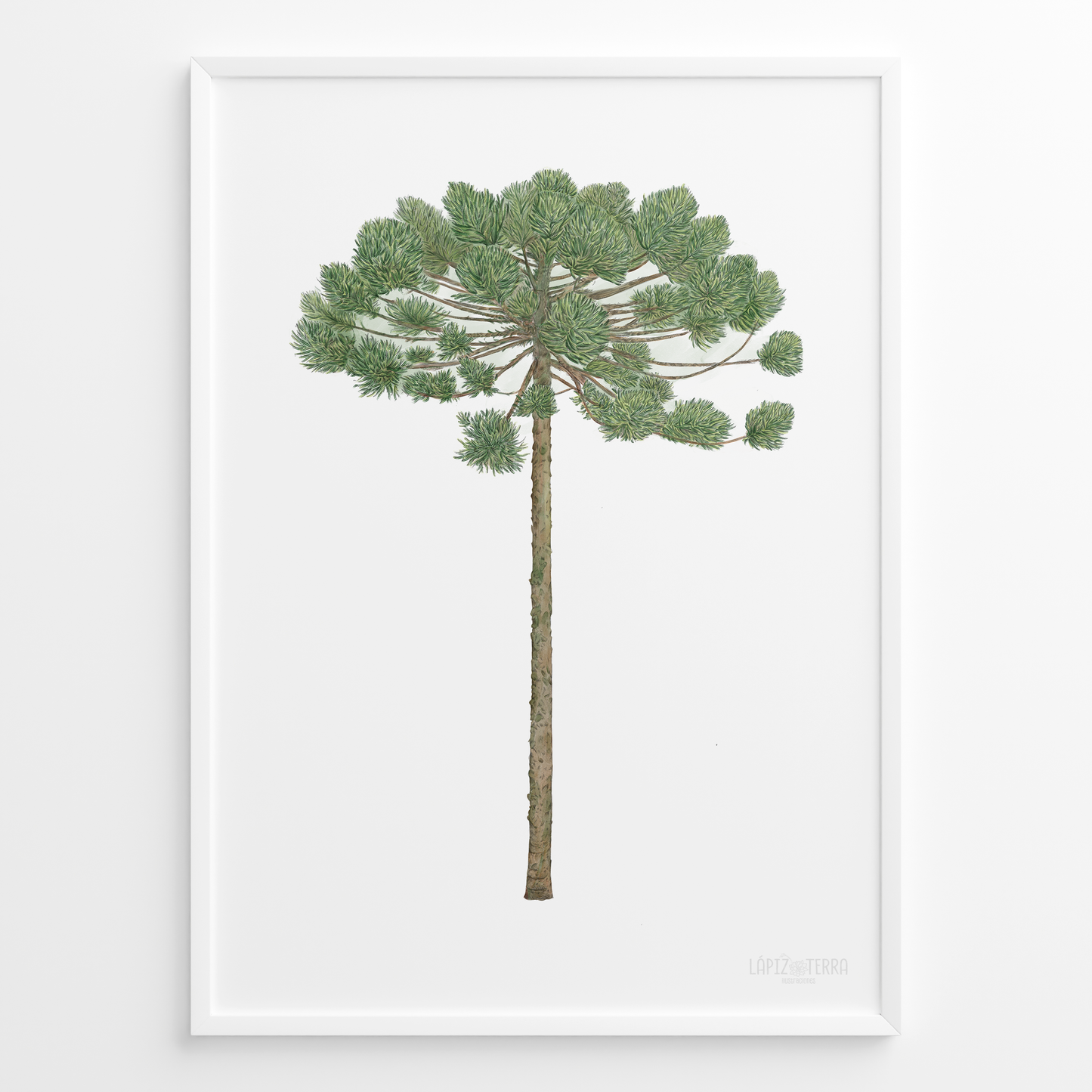 Araucaria