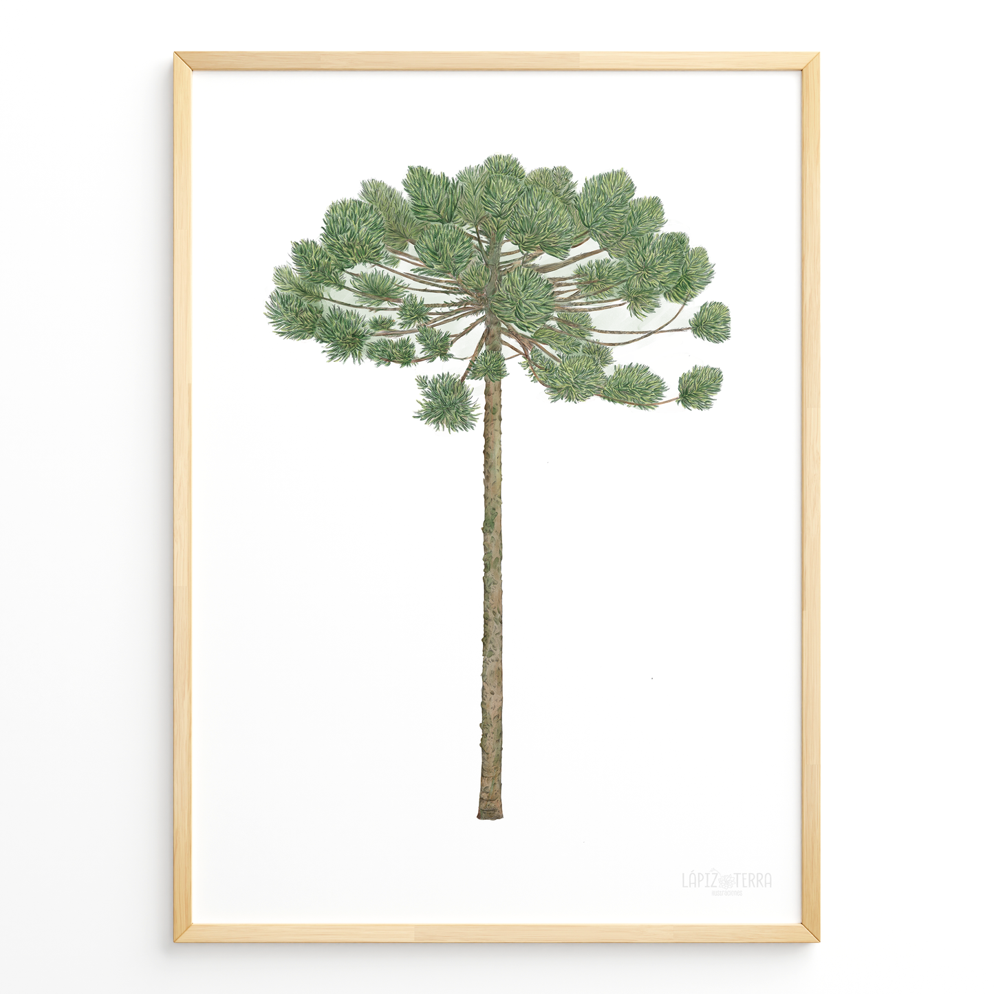 Araucaria