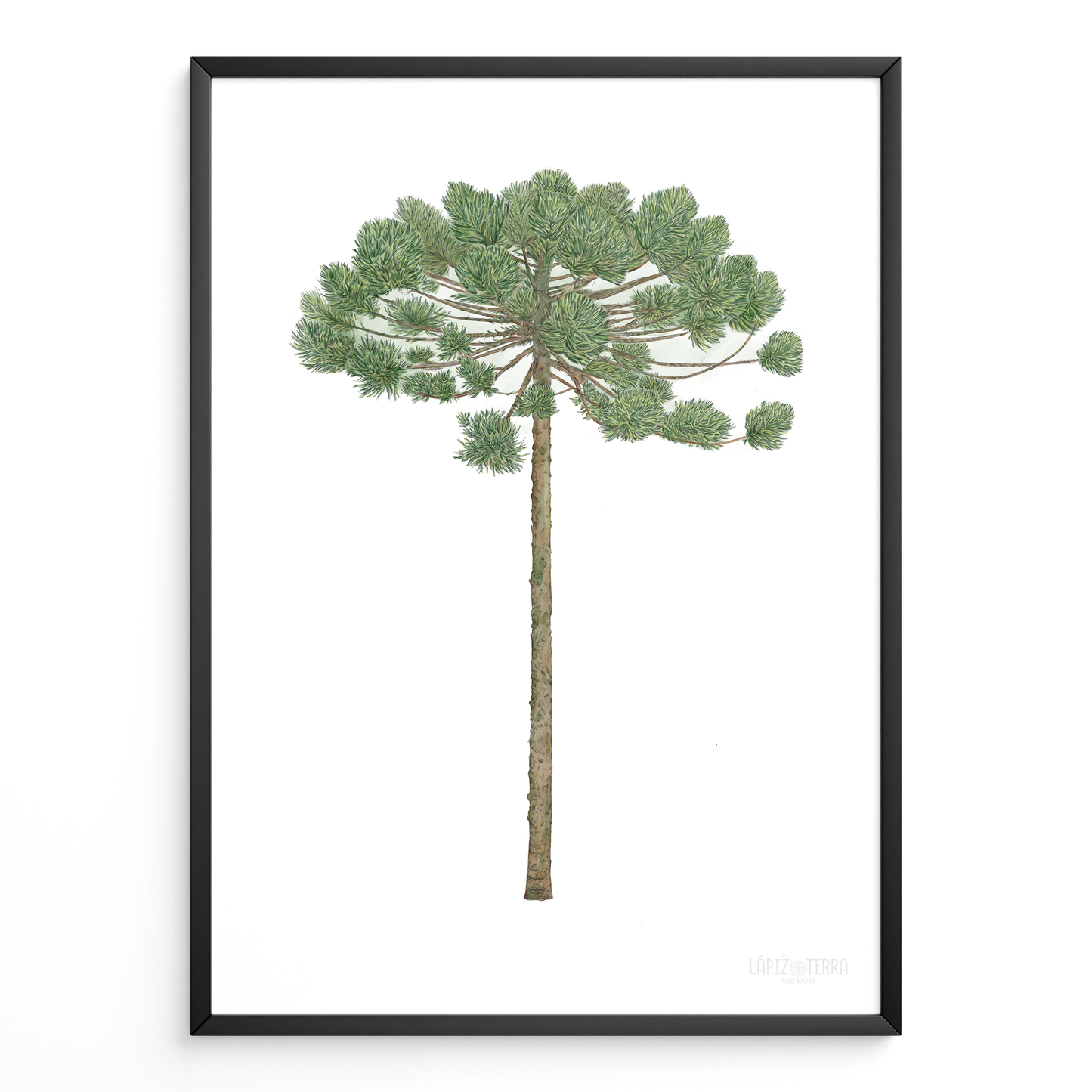 Araucaria