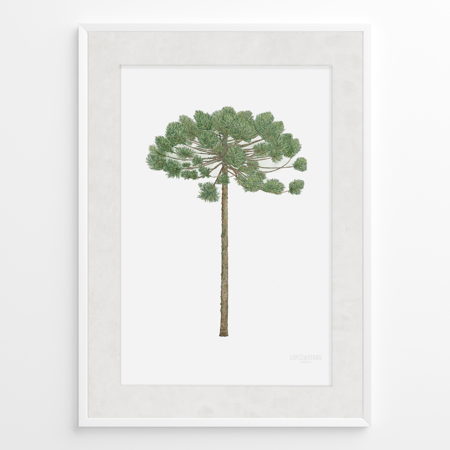 Araucaria