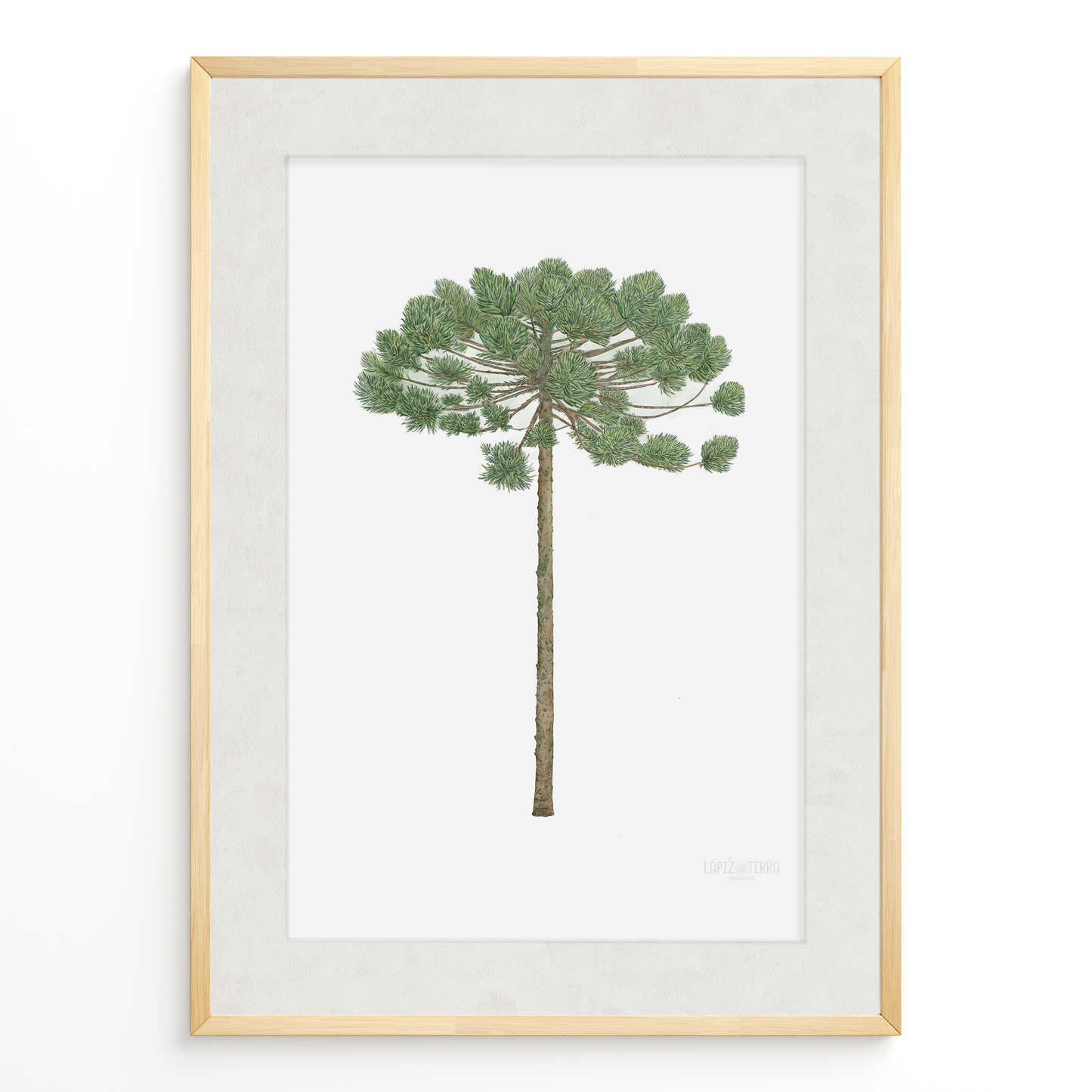 Araucaria