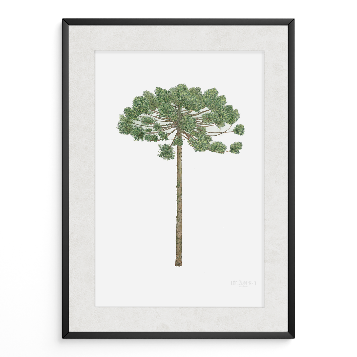 Araucaria