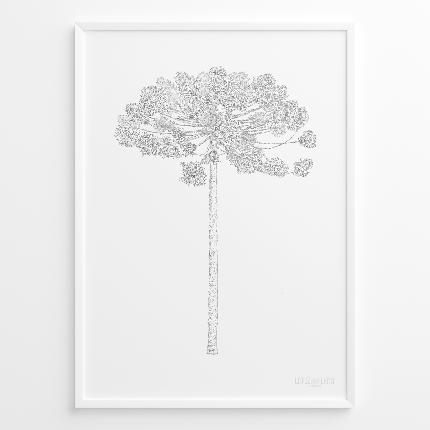 Araucaria B&N