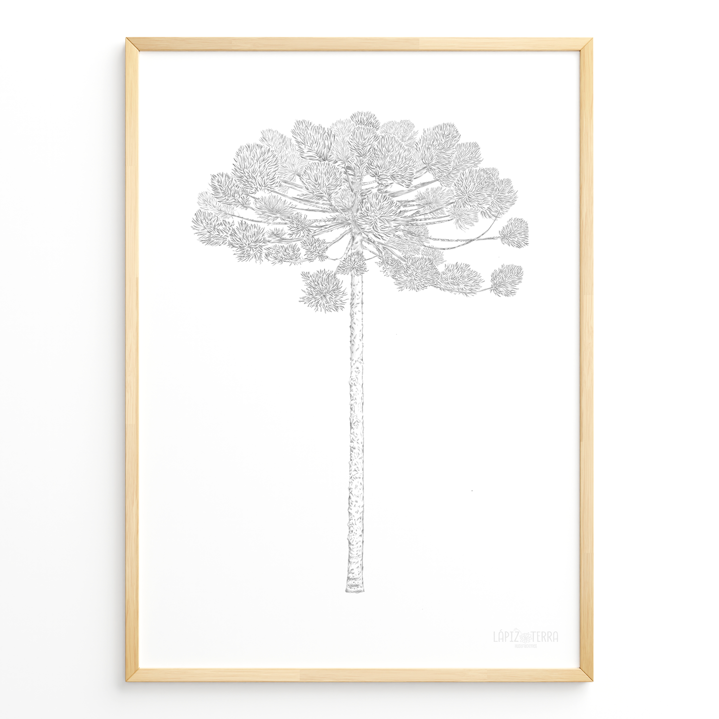 Araucaria B&N