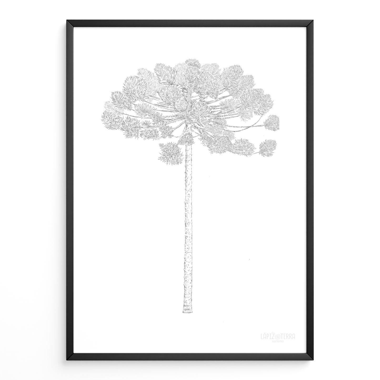 Araucaria B&N