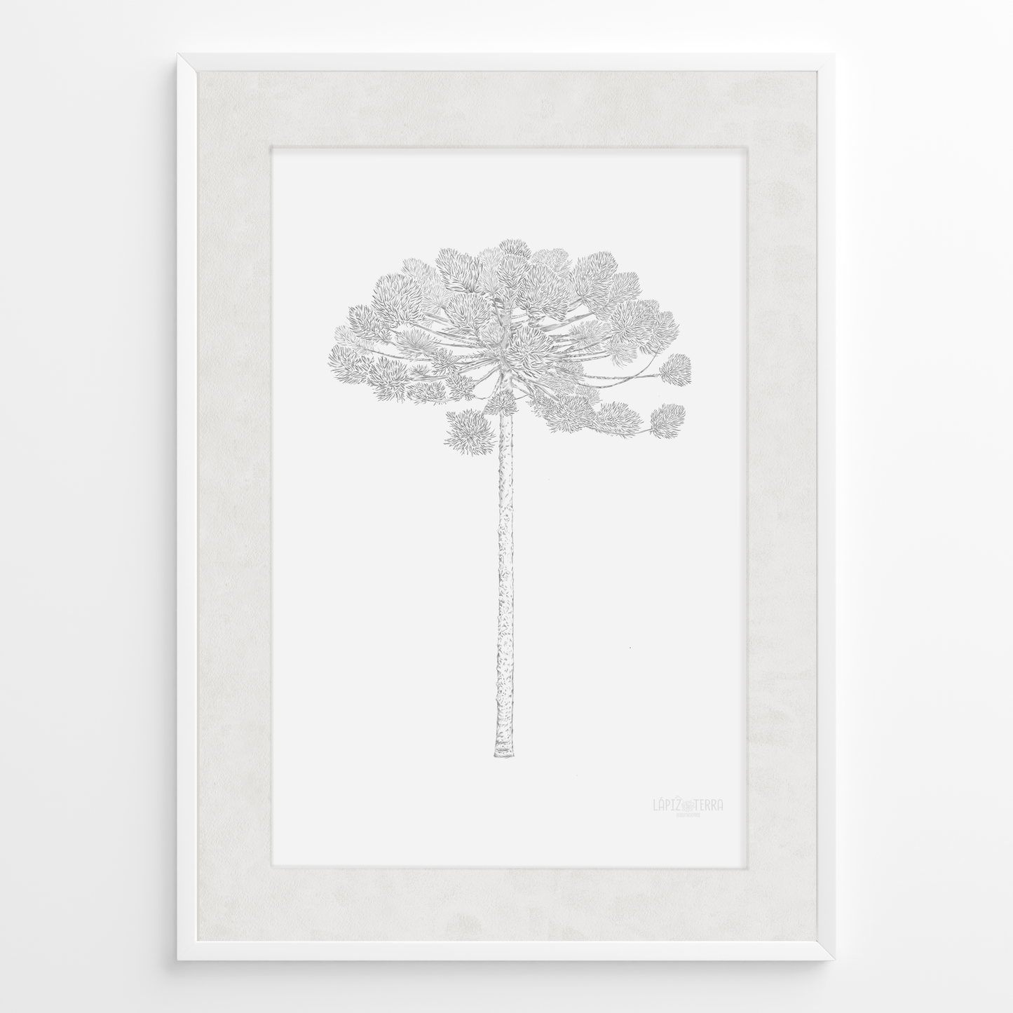 Araucaria B&N