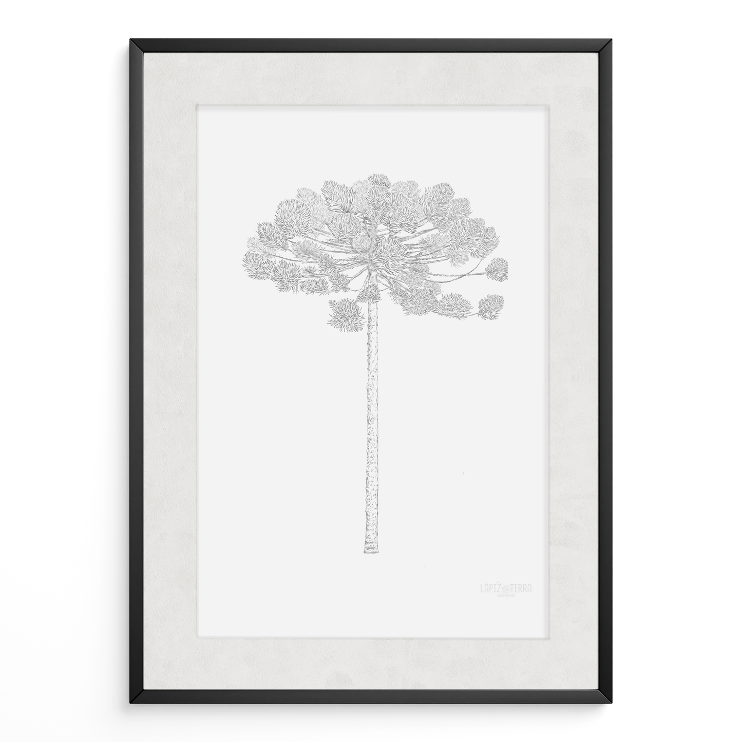 Araucaria B&N