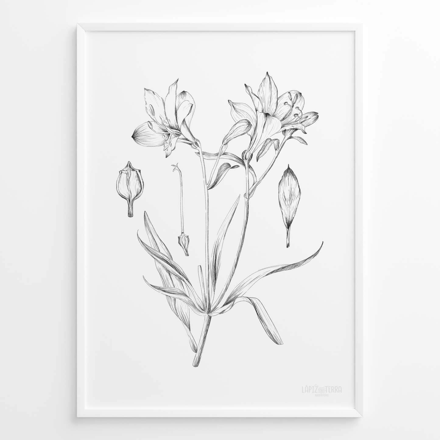 Astromelia B&N