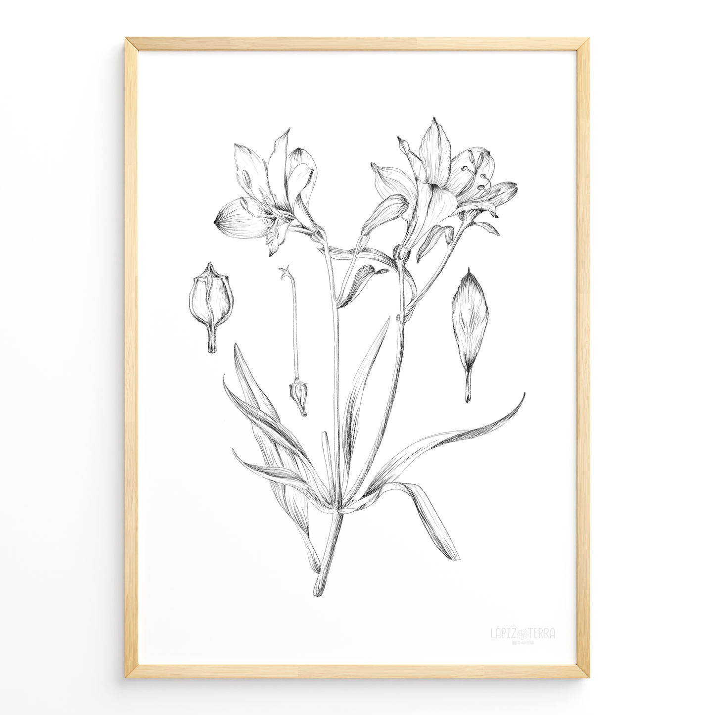 Astromelia B&N