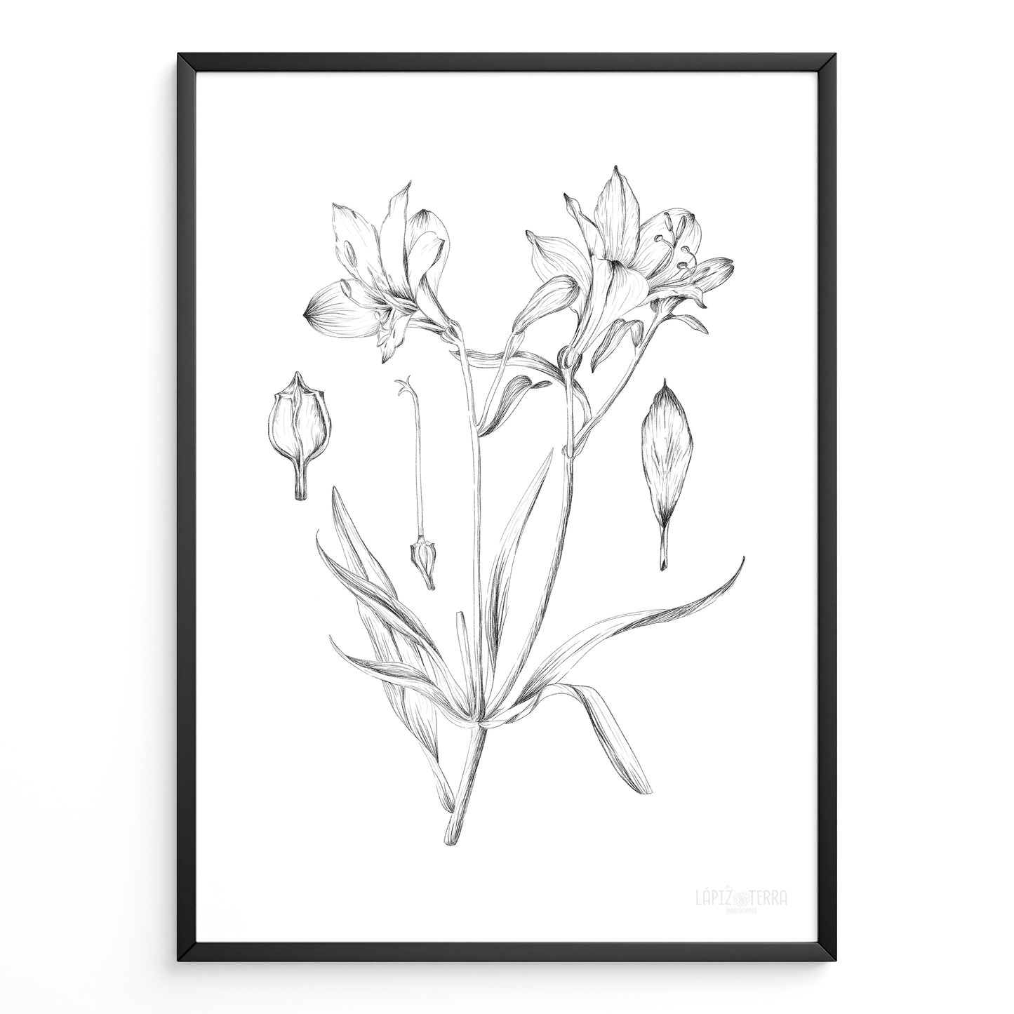 Astromelia B&N