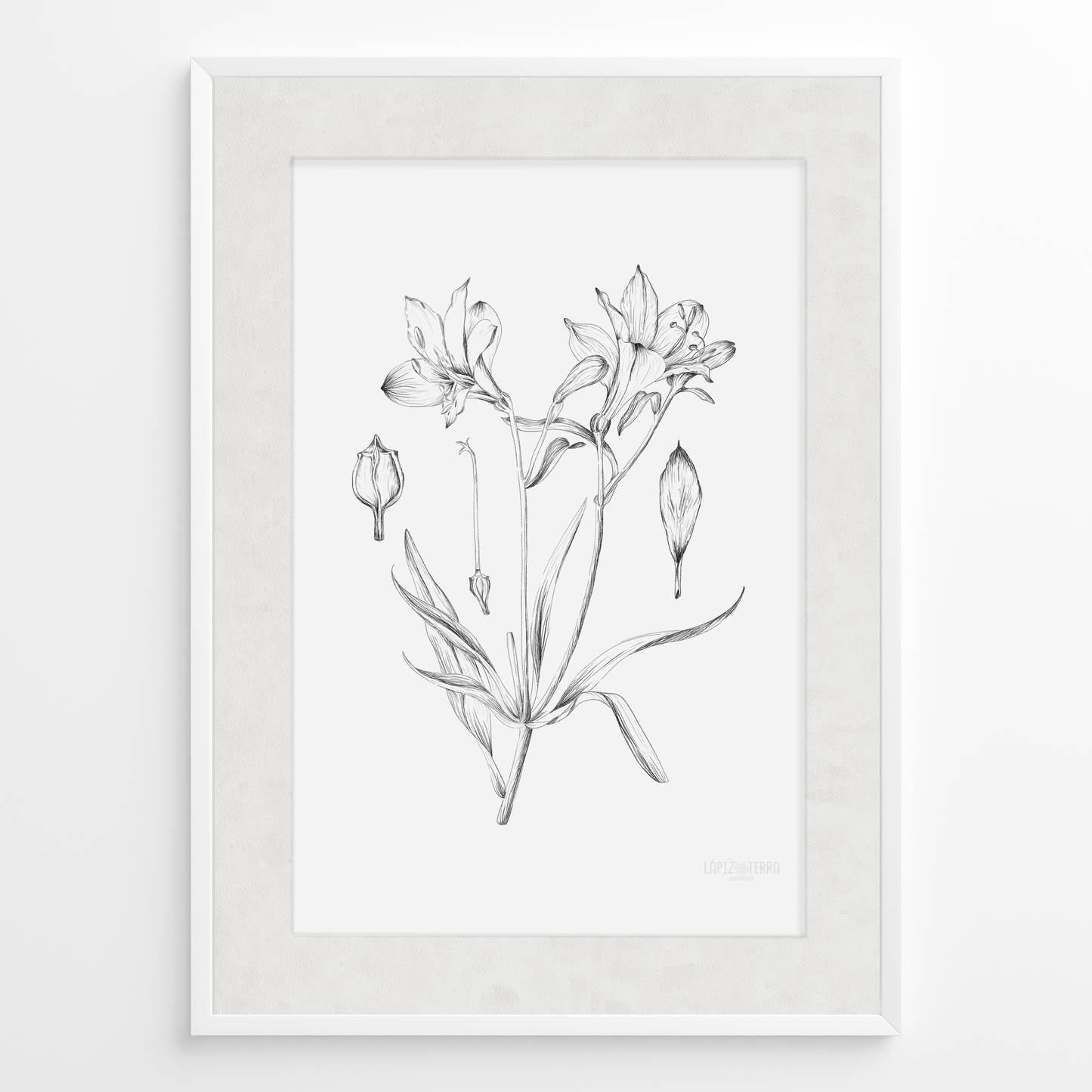 Astromelia B&N