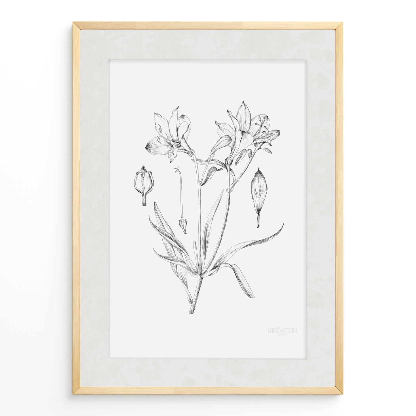 Astromelia B&N