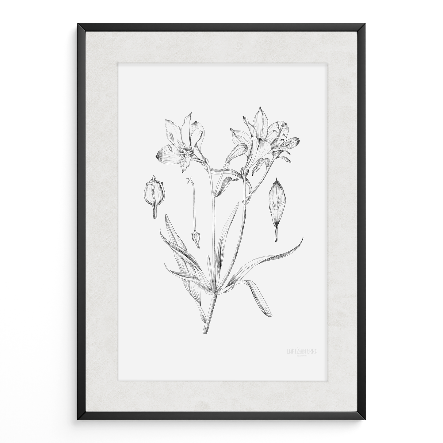 Astromelia B&N