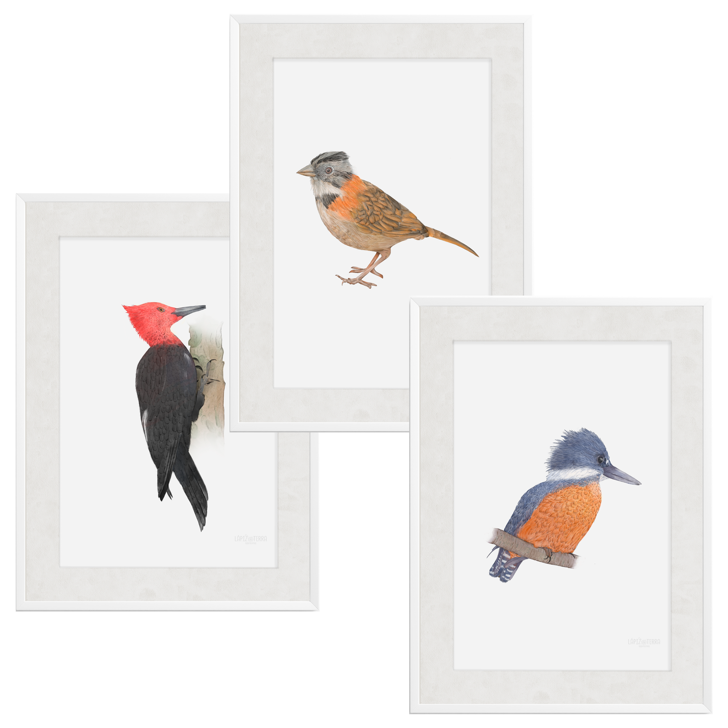 Pack Aves