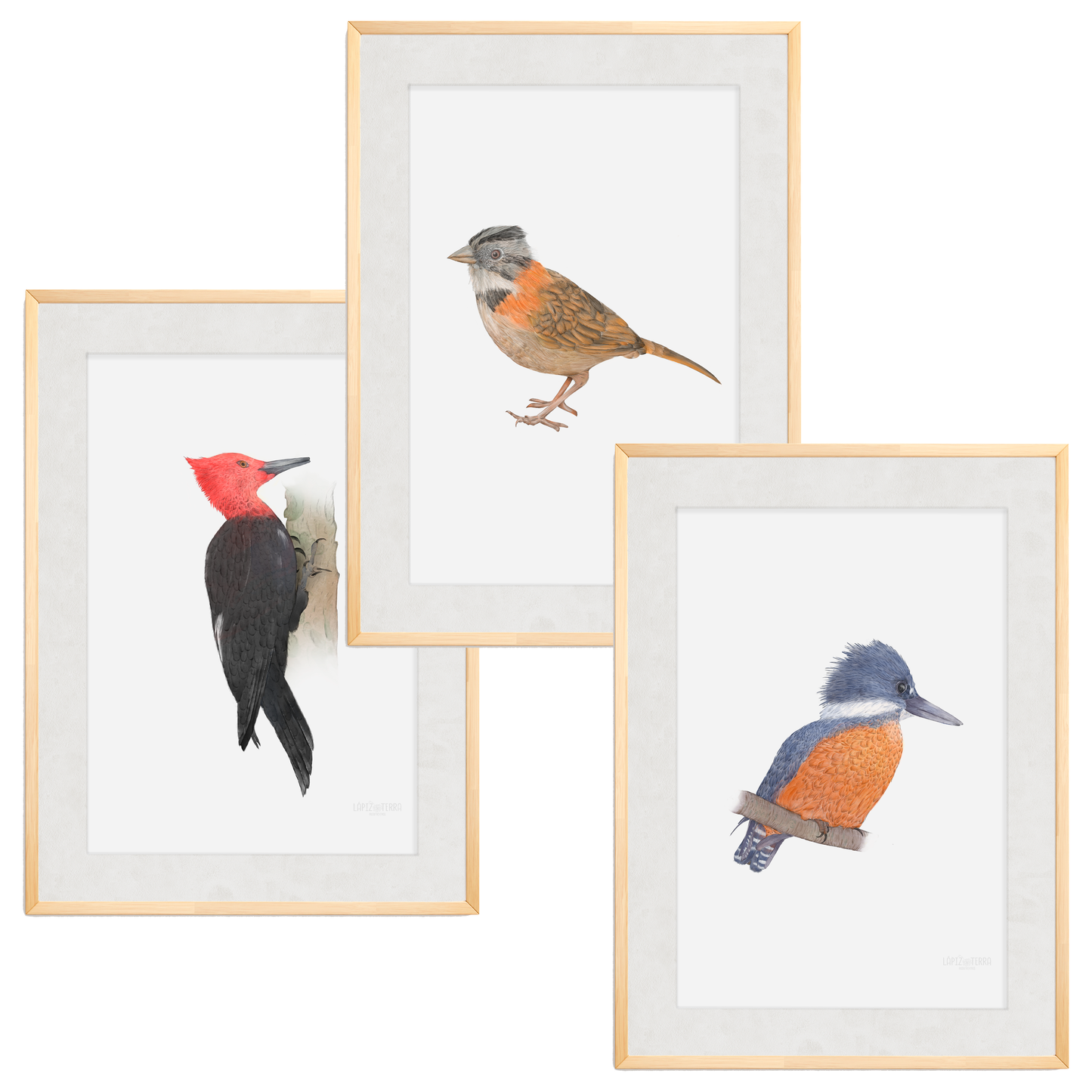 Pack Aves