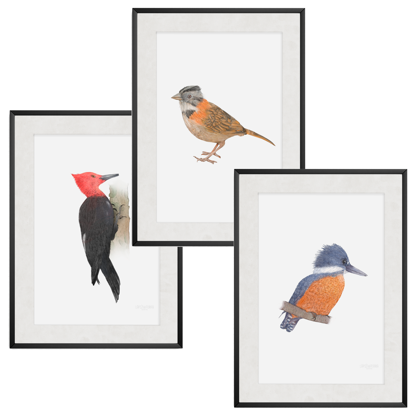 Pack Aves