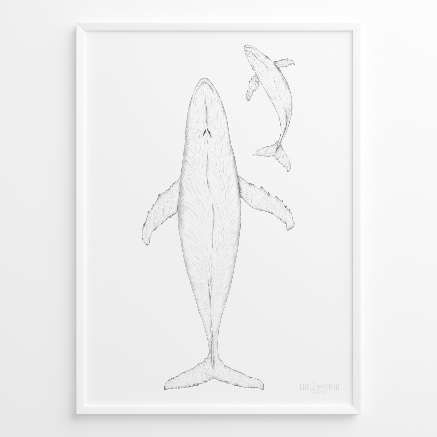 Ballena Azul B&N