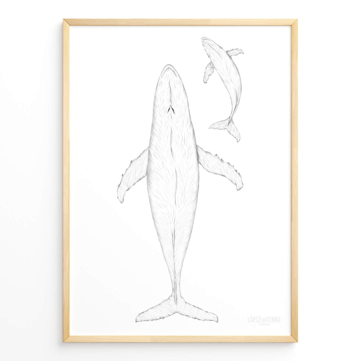Ballena Azul B&N