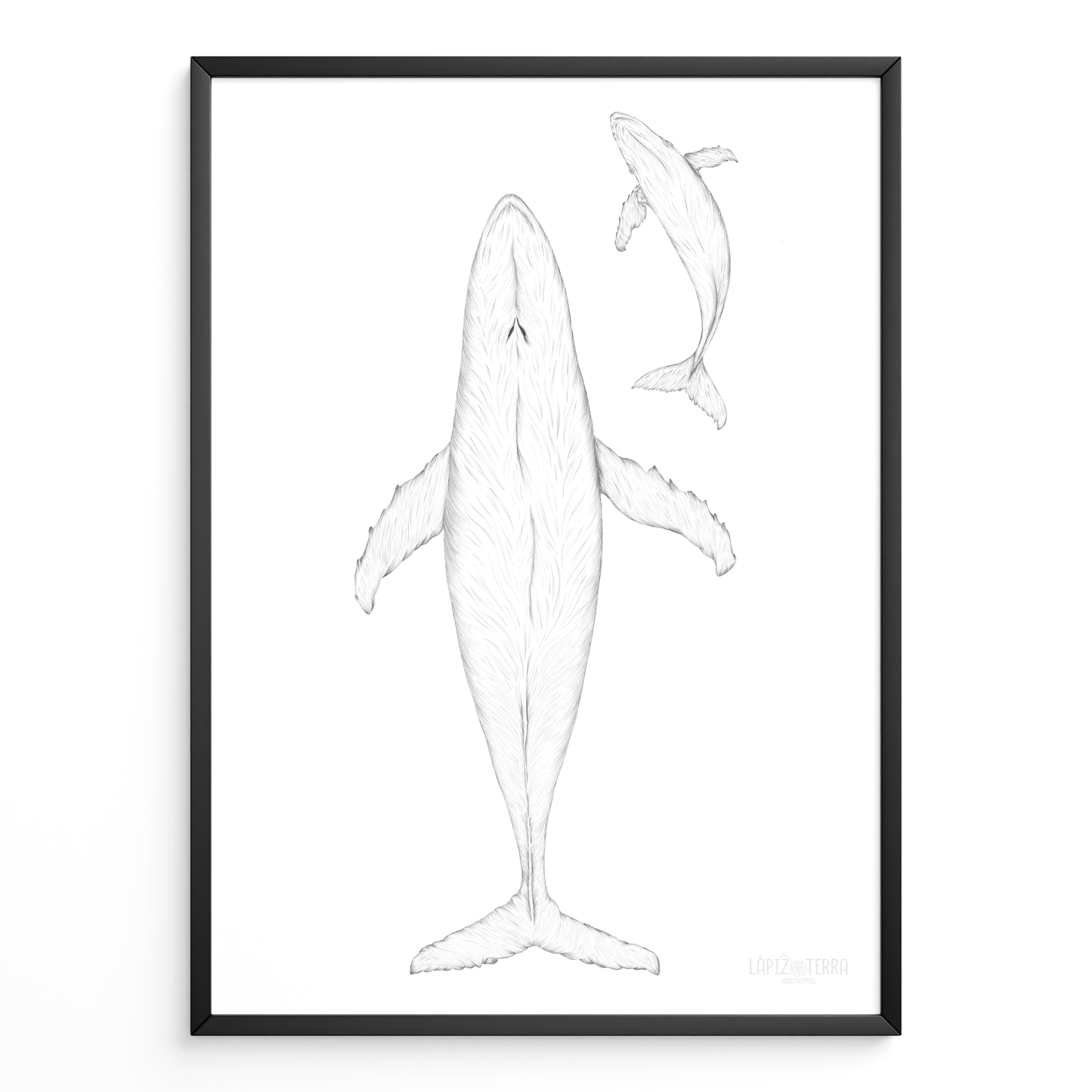 Ballena Azul B&N