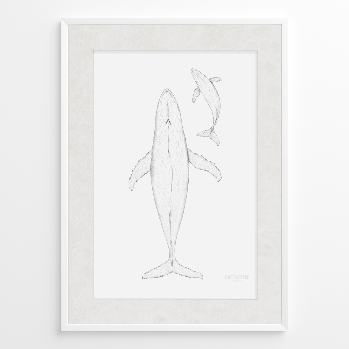 Ballena Azul B&N