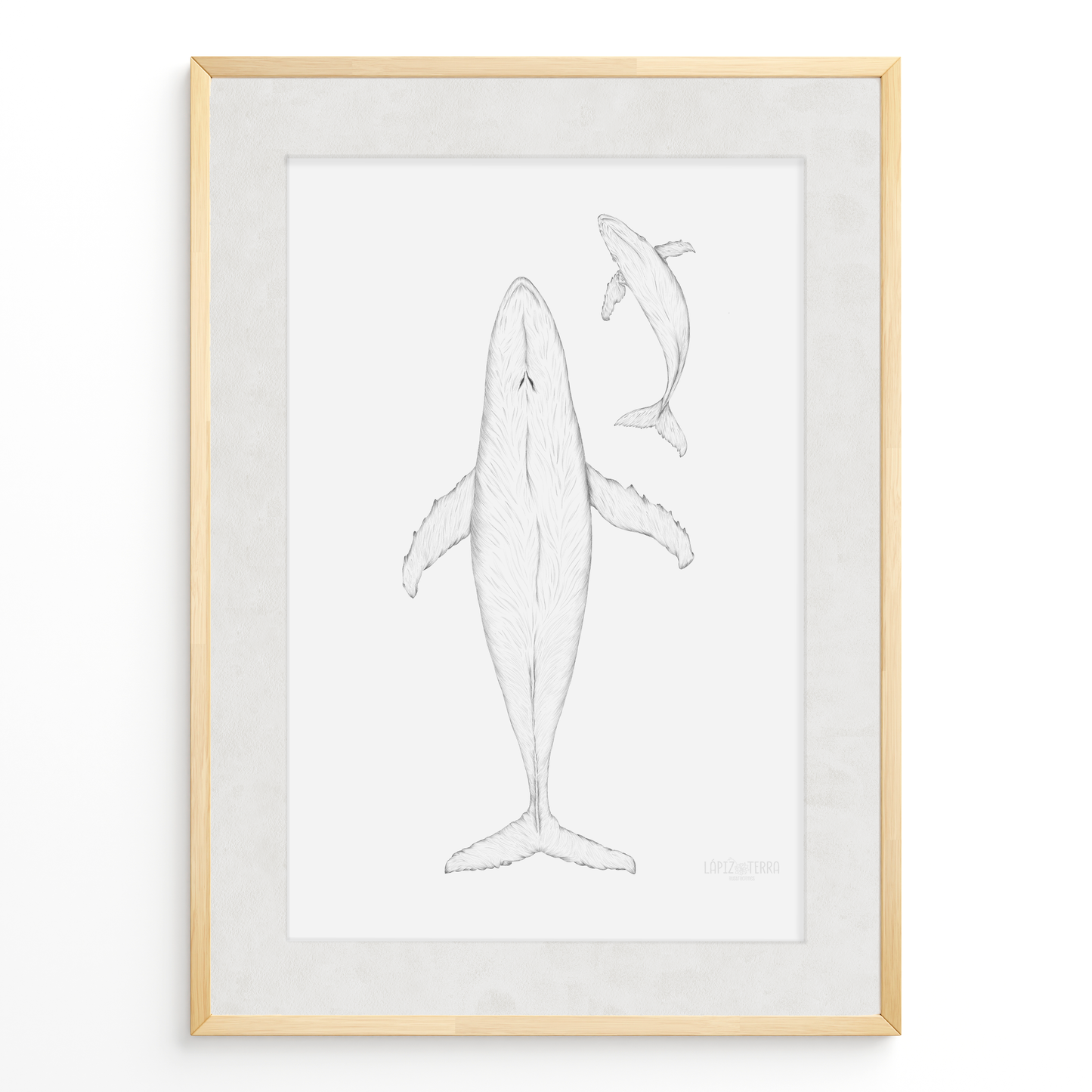 Ballena Azul B&N