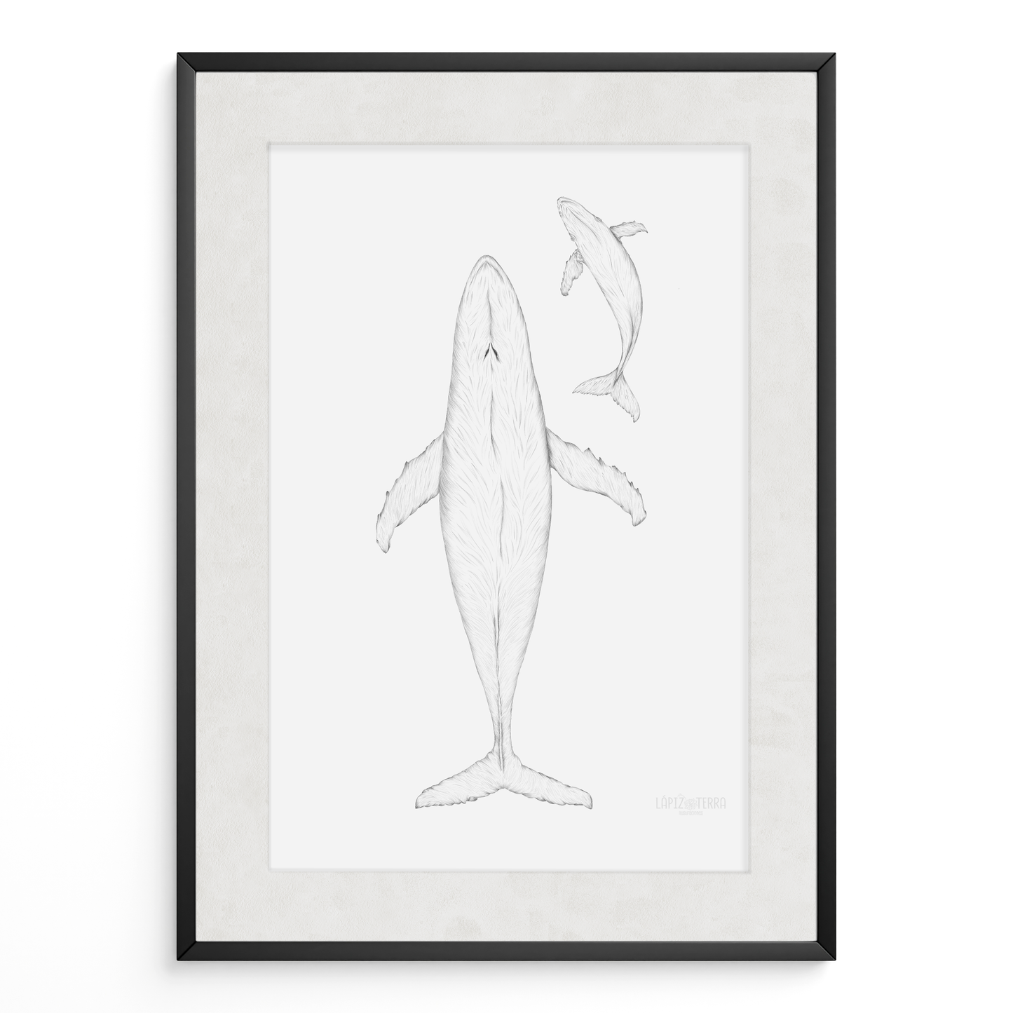 Ballena Azul B&N