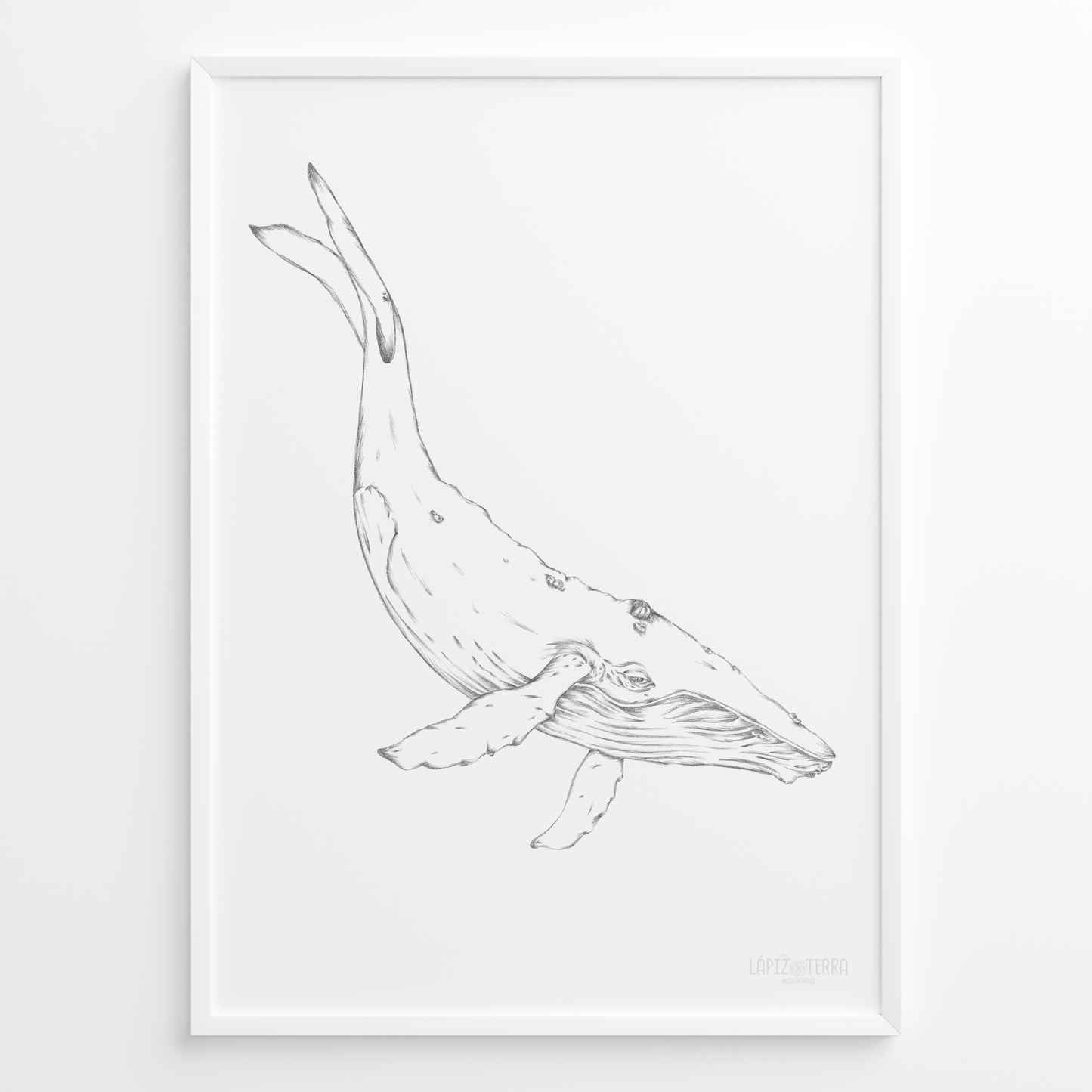 Ballena B&N