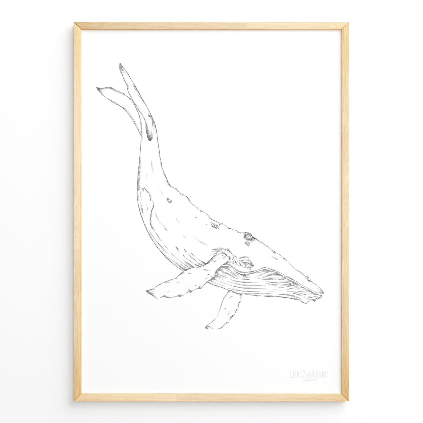 Ballena B&N