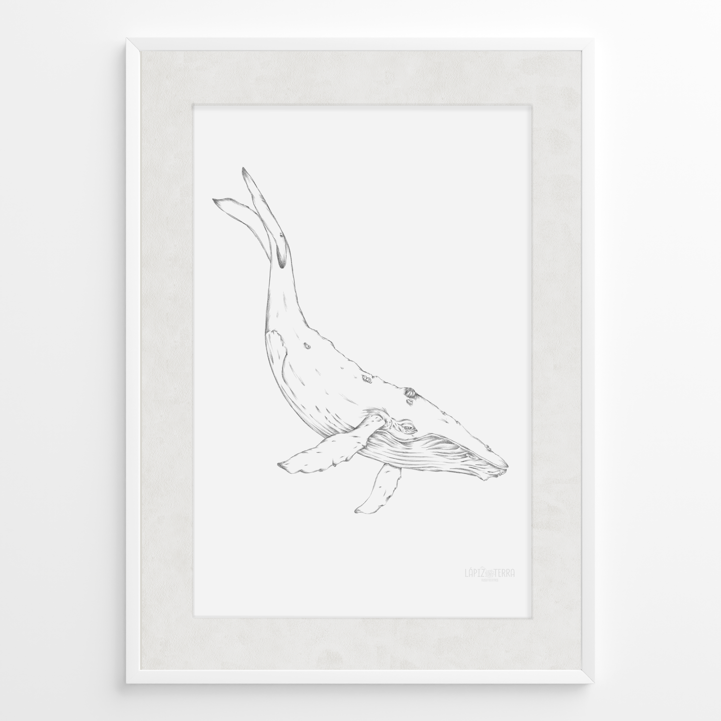 Ballena B&N