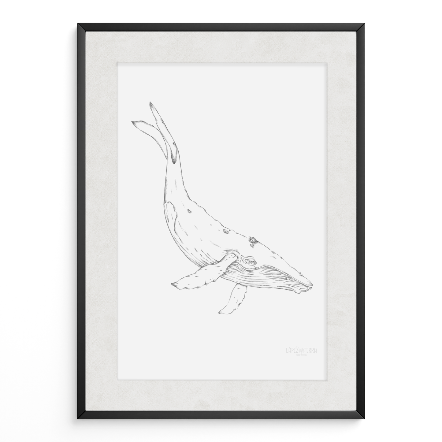 Ballena B&N