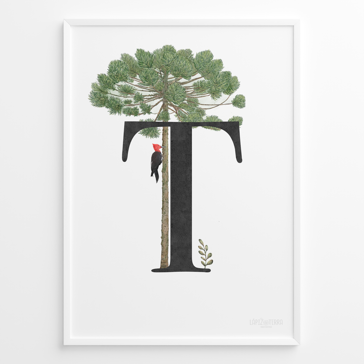 Letra & Araucaria