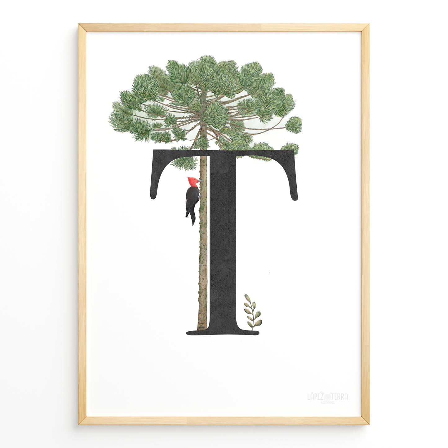 Letra & Araucaria