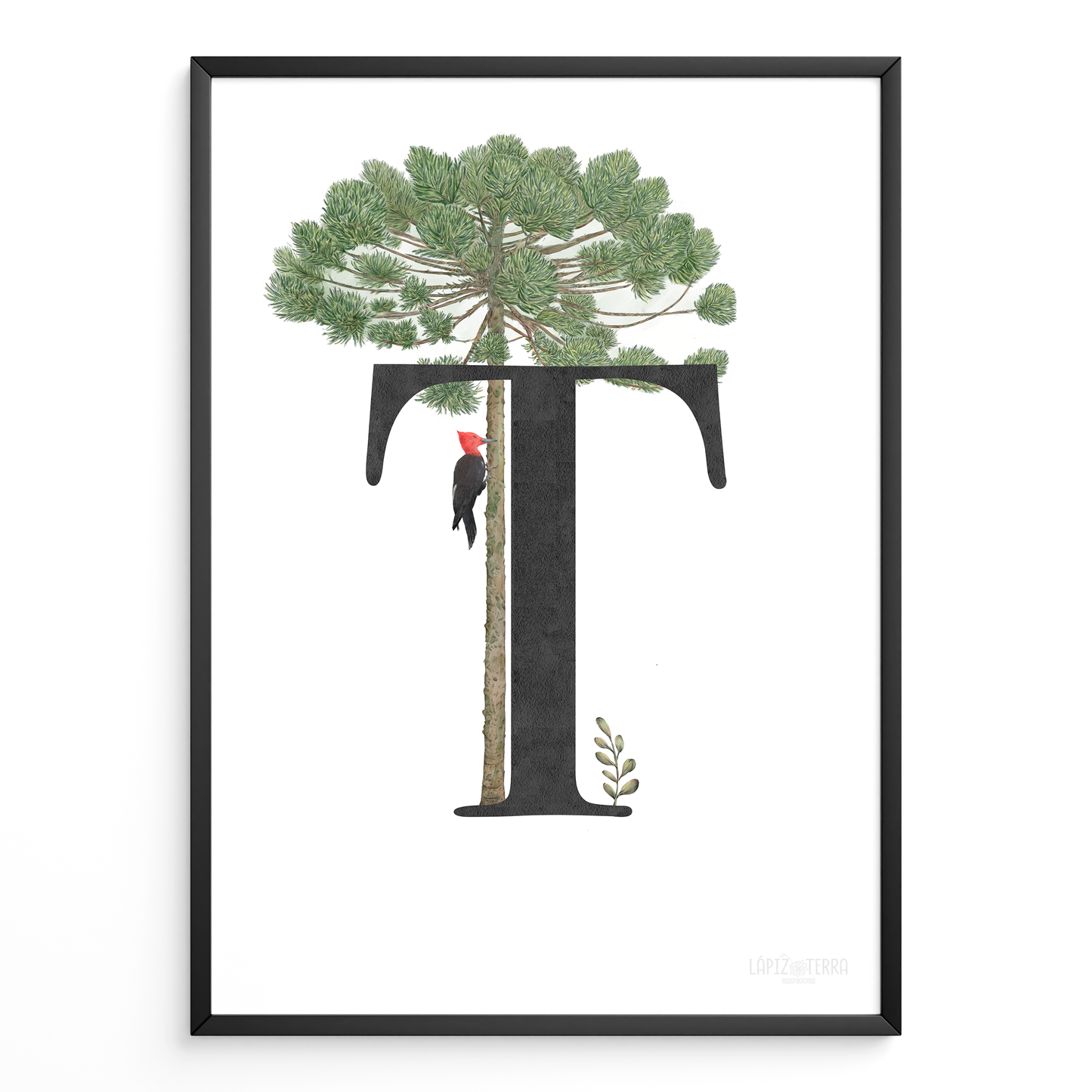 Letra & Araucaria
