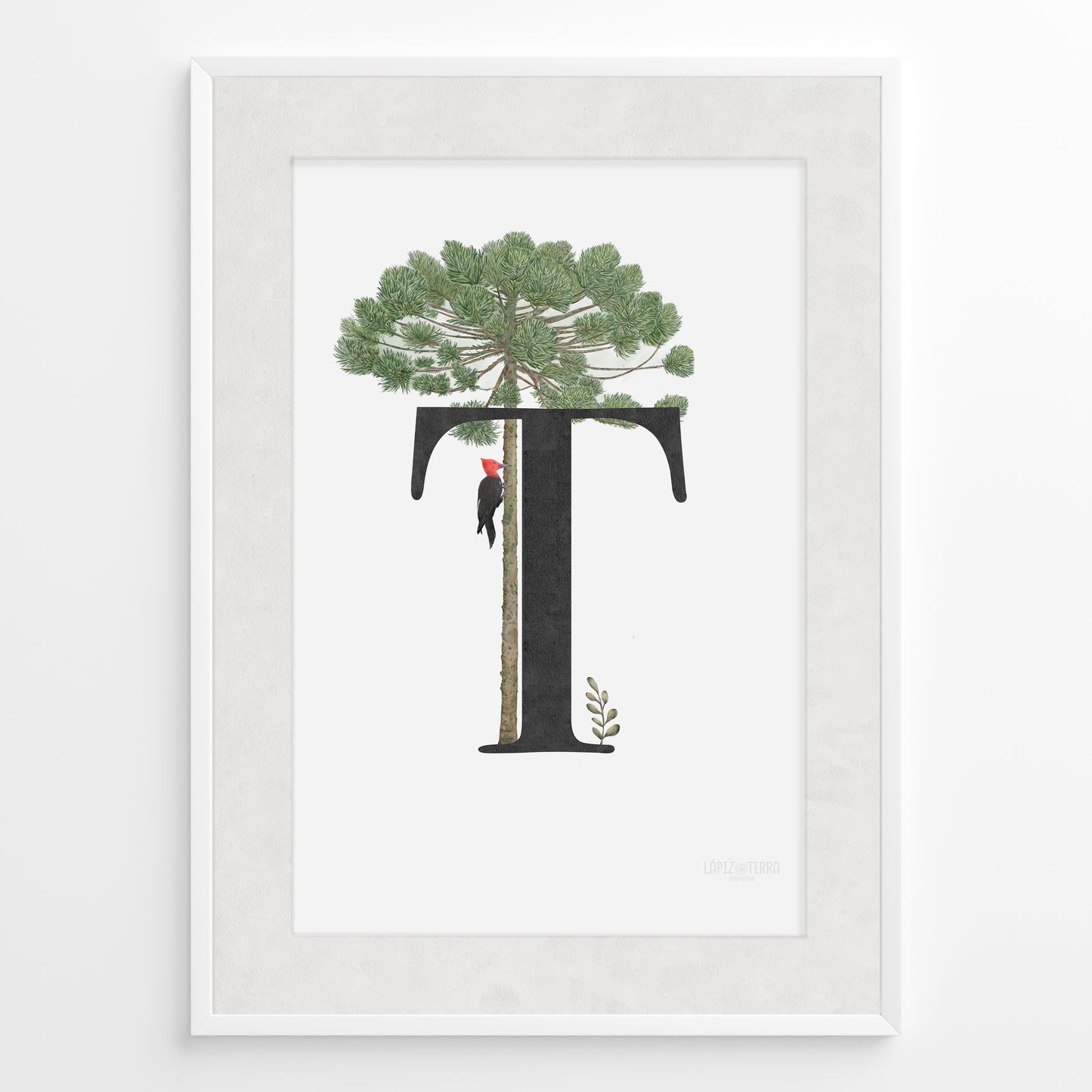 Letra & Araucaria
