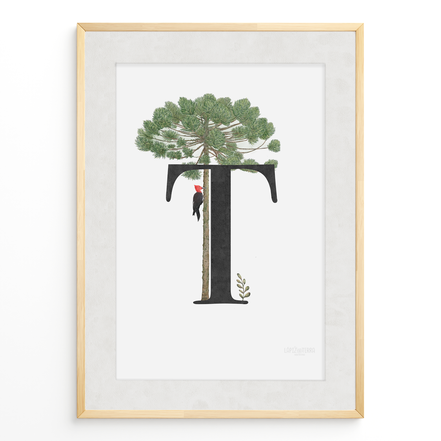 Letra & Araucaria