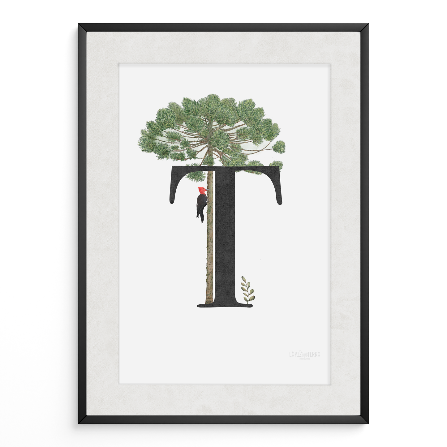 Letra & Araucaria