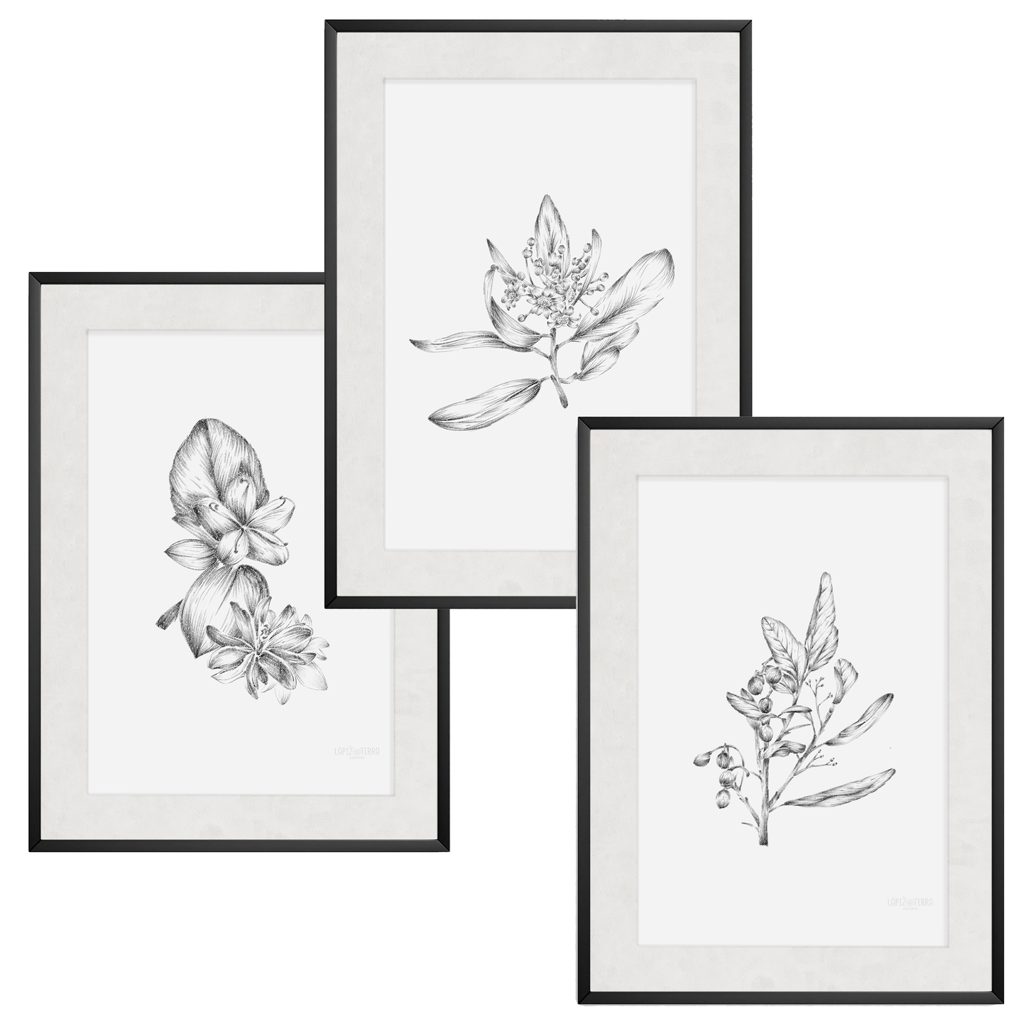 Pack Botánico Sur