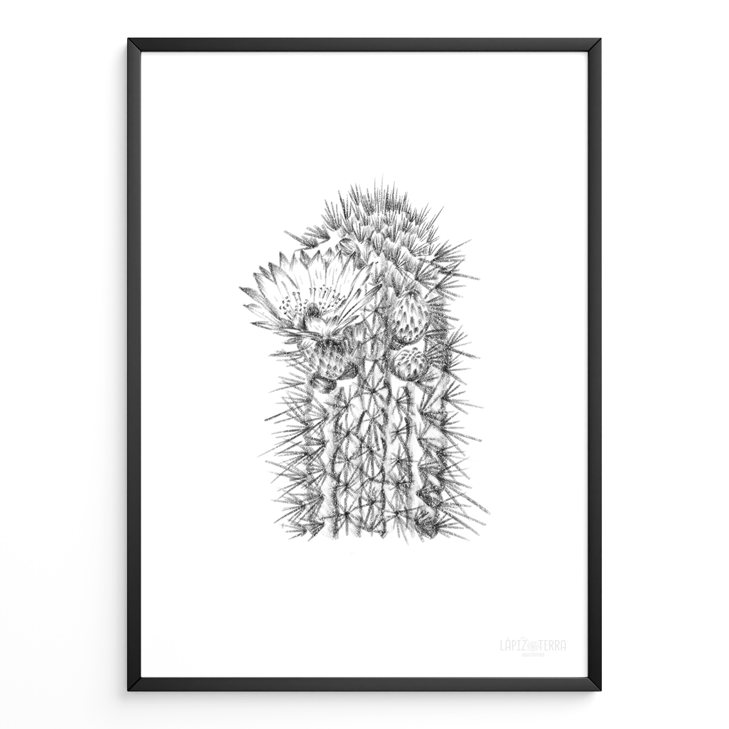 Cactus