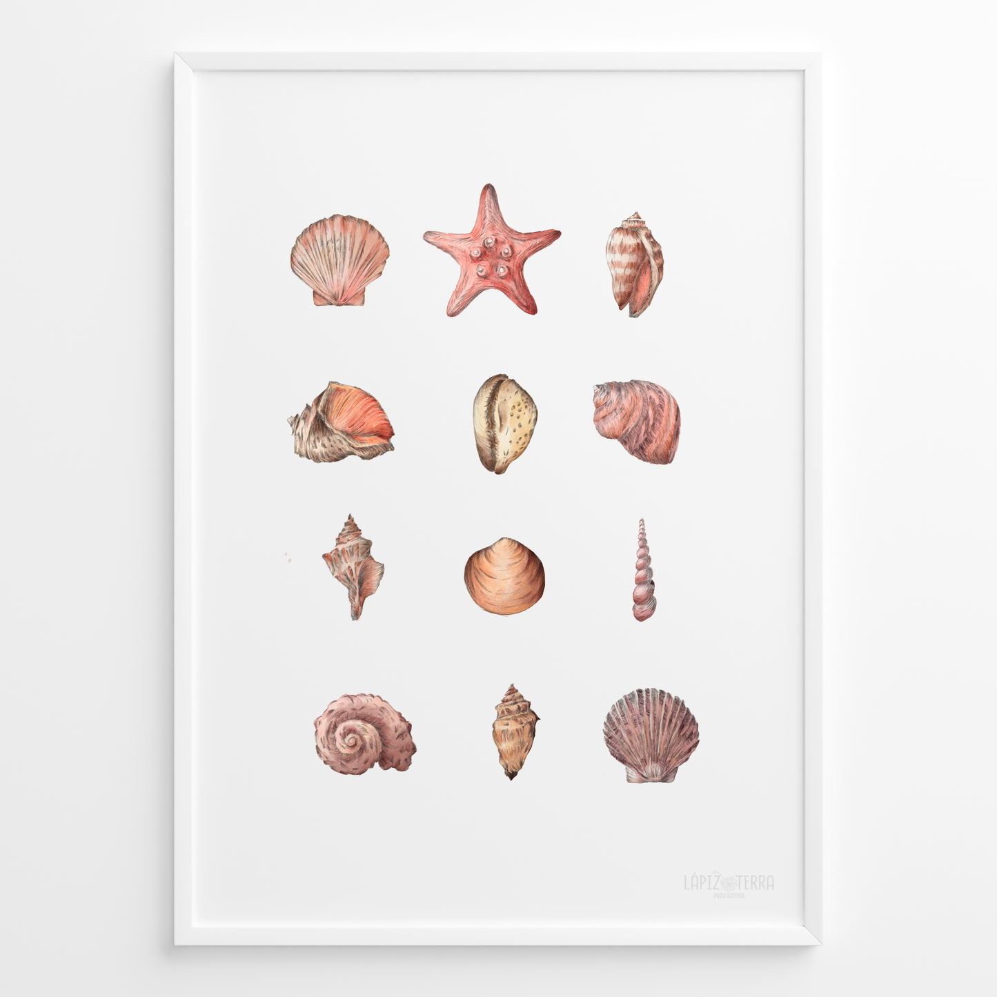 Conchitas