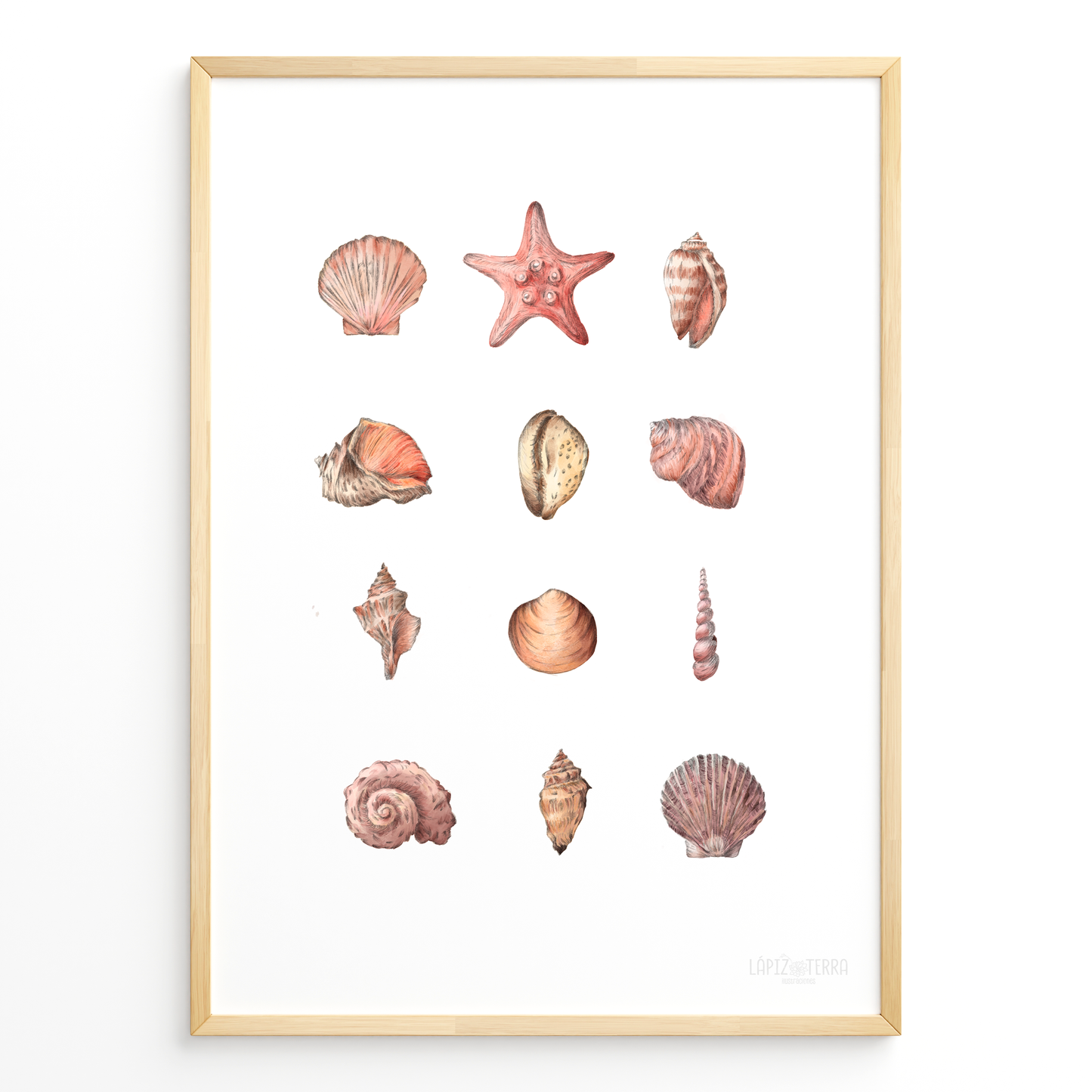 Conchitas