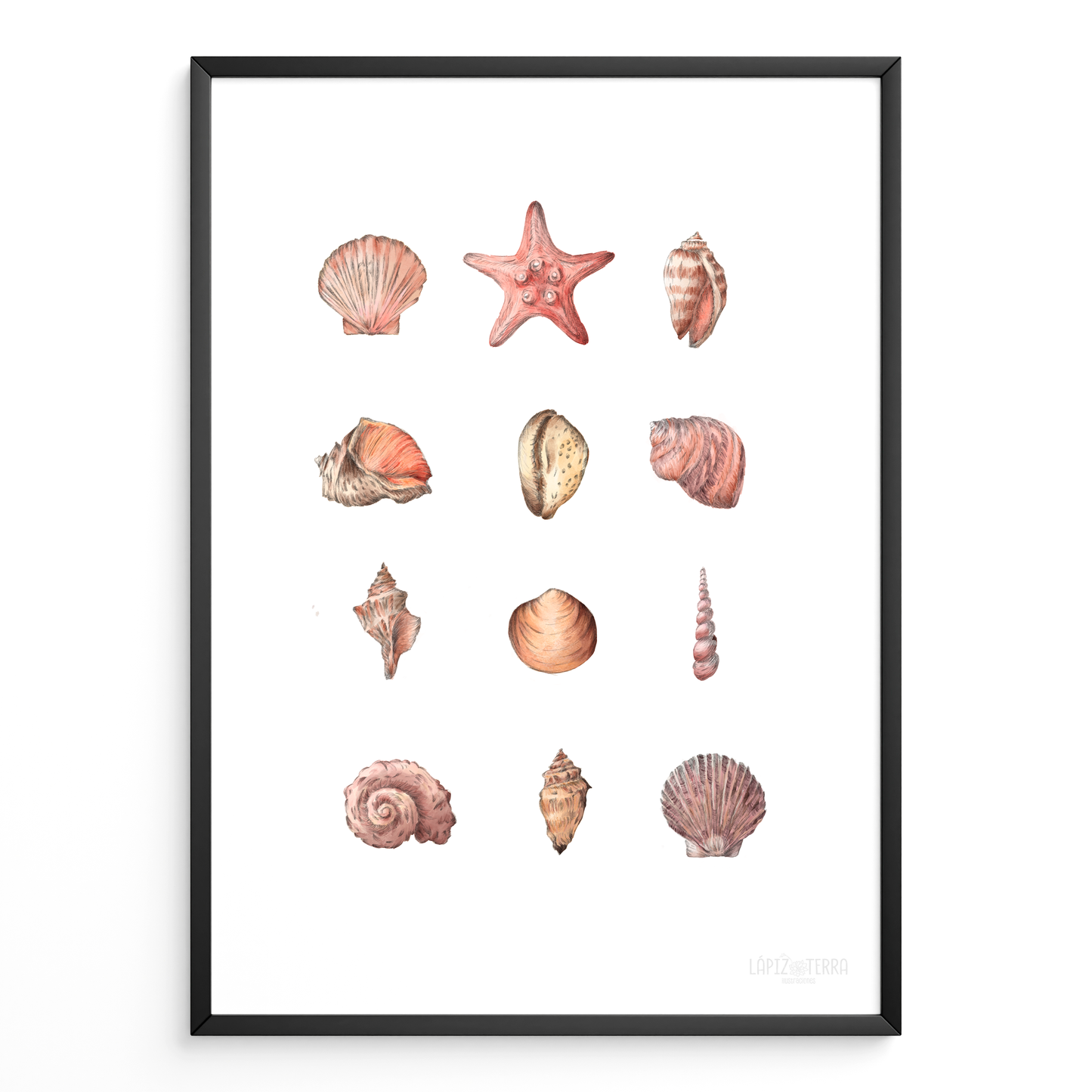 Conchitas