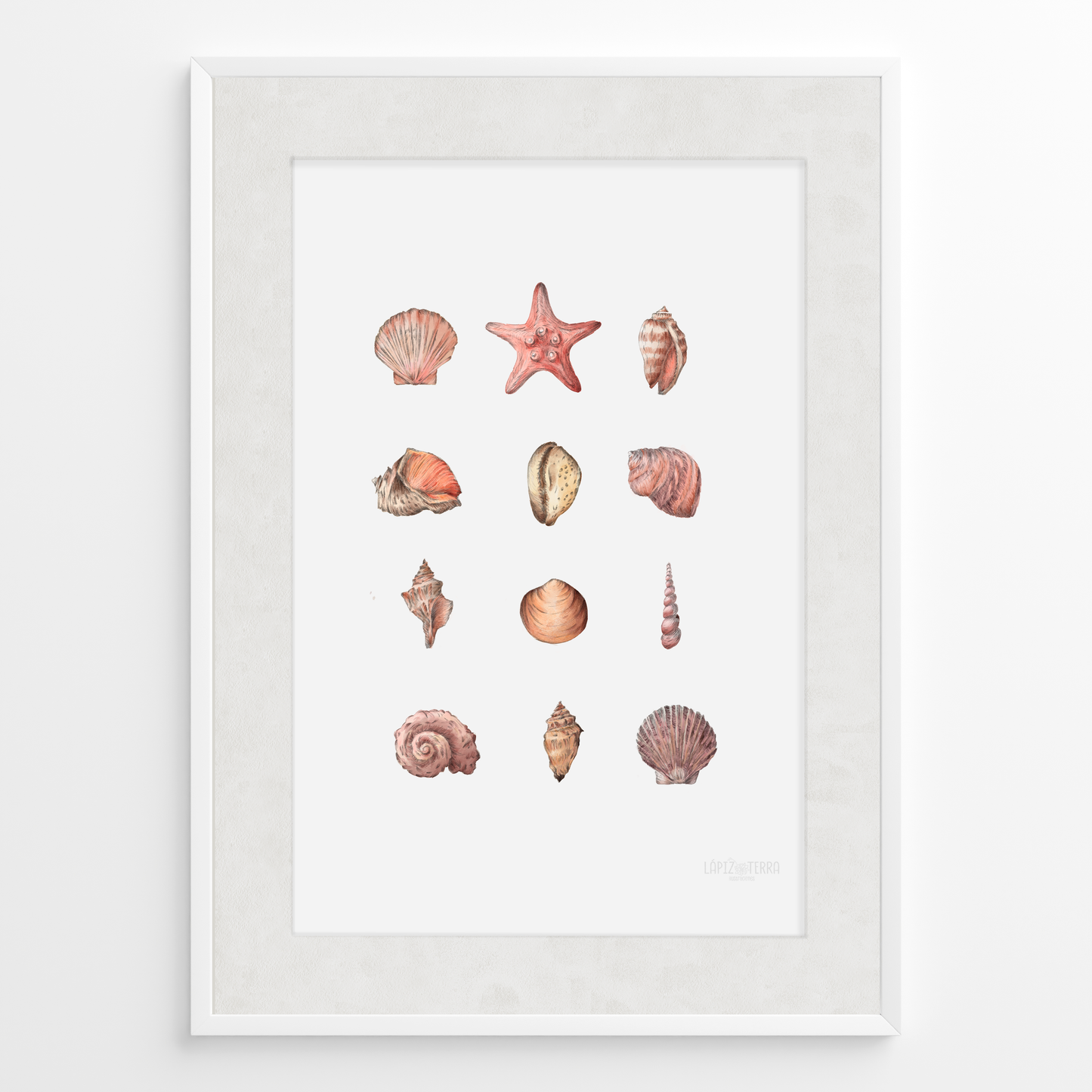 Conchitas