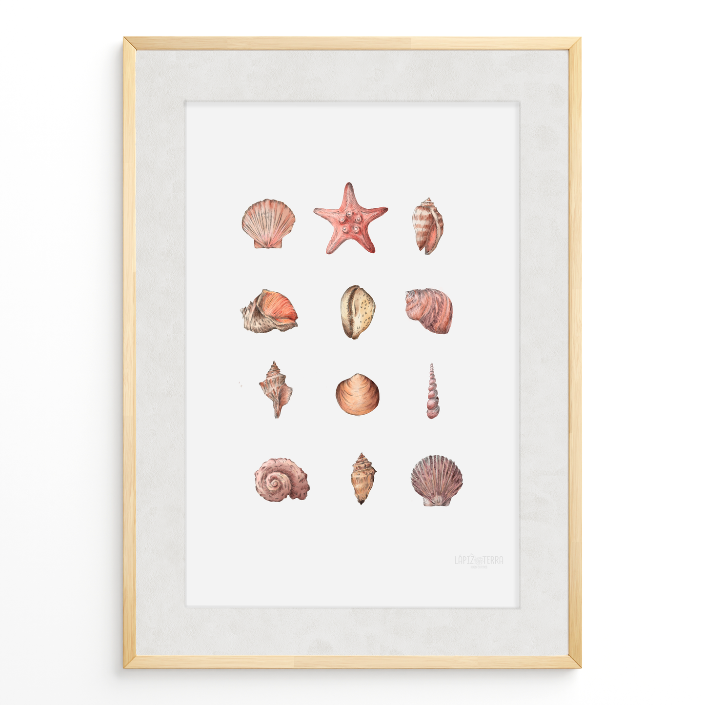 Conchitas