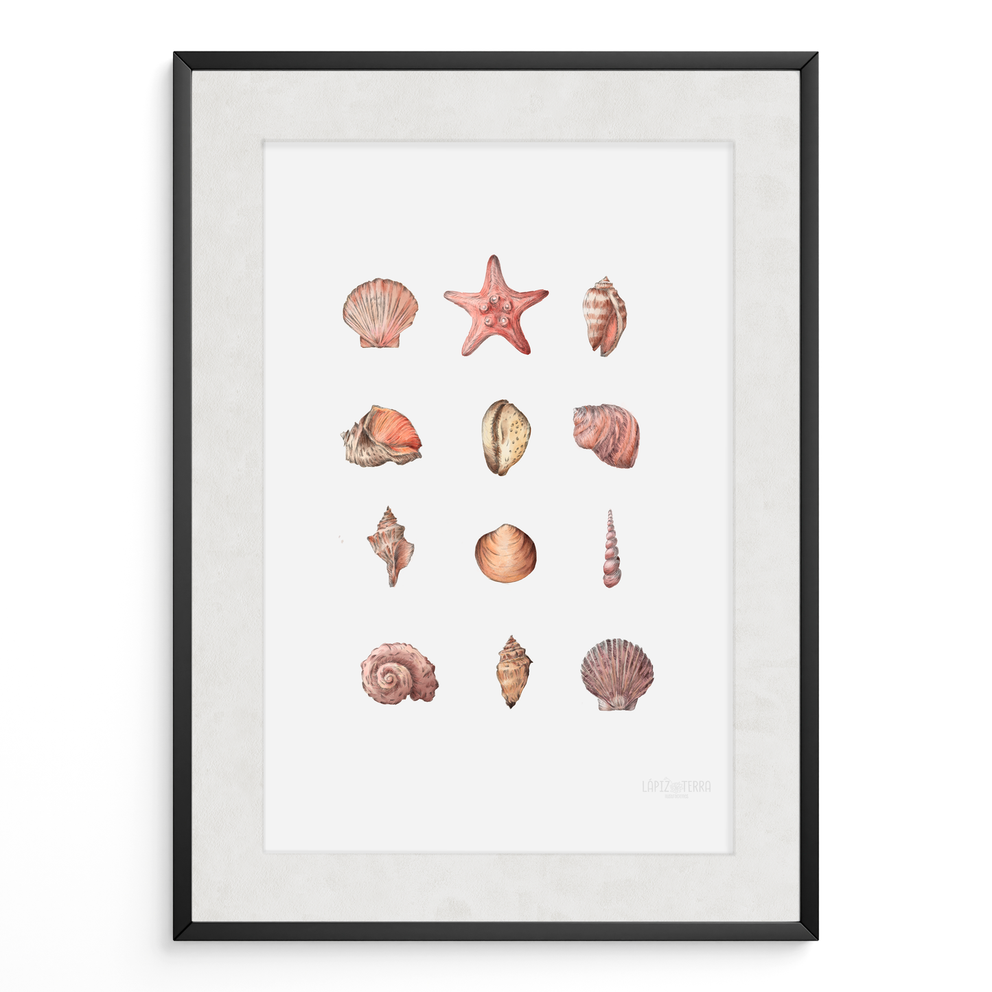 Conchitas