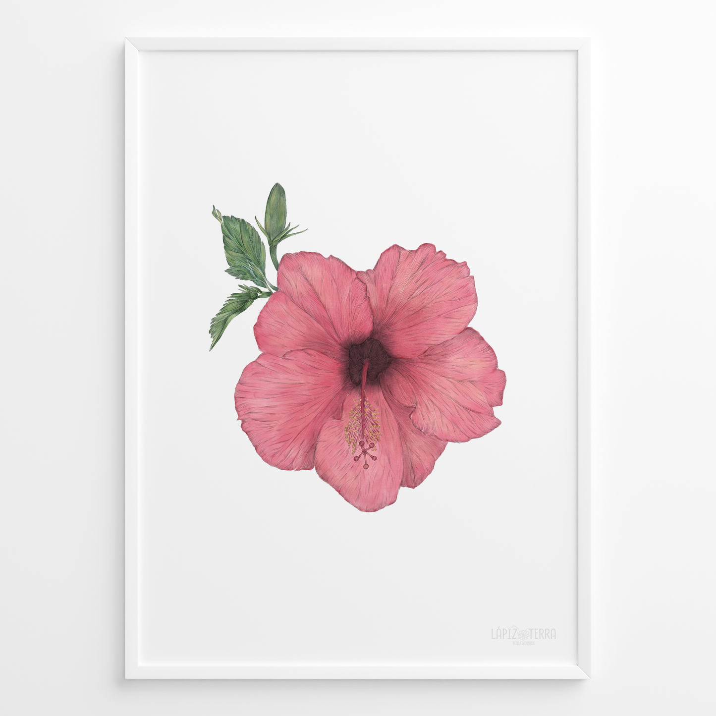 Hibisco