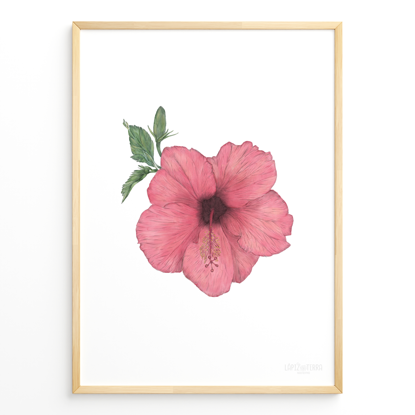 Hibisco