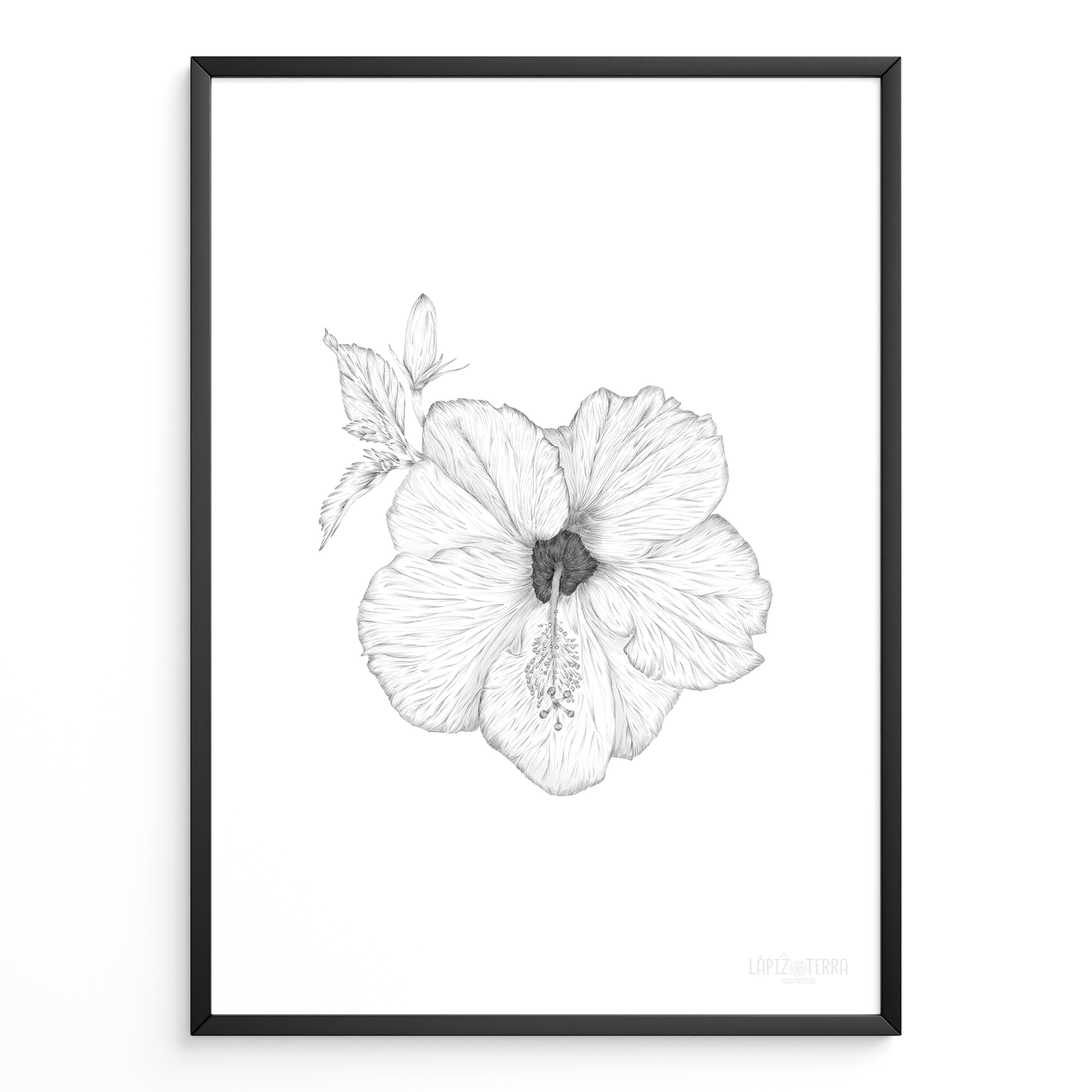 Hibisco