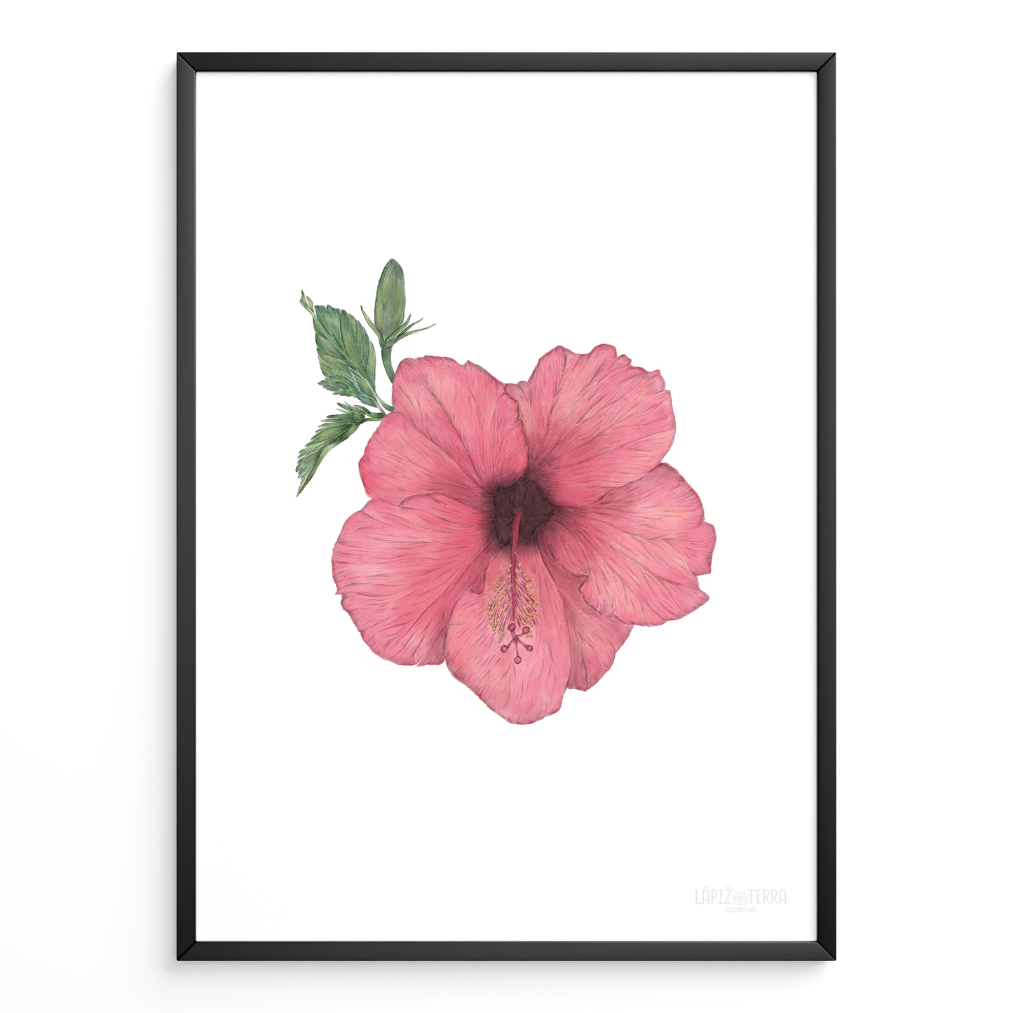 Hibisco