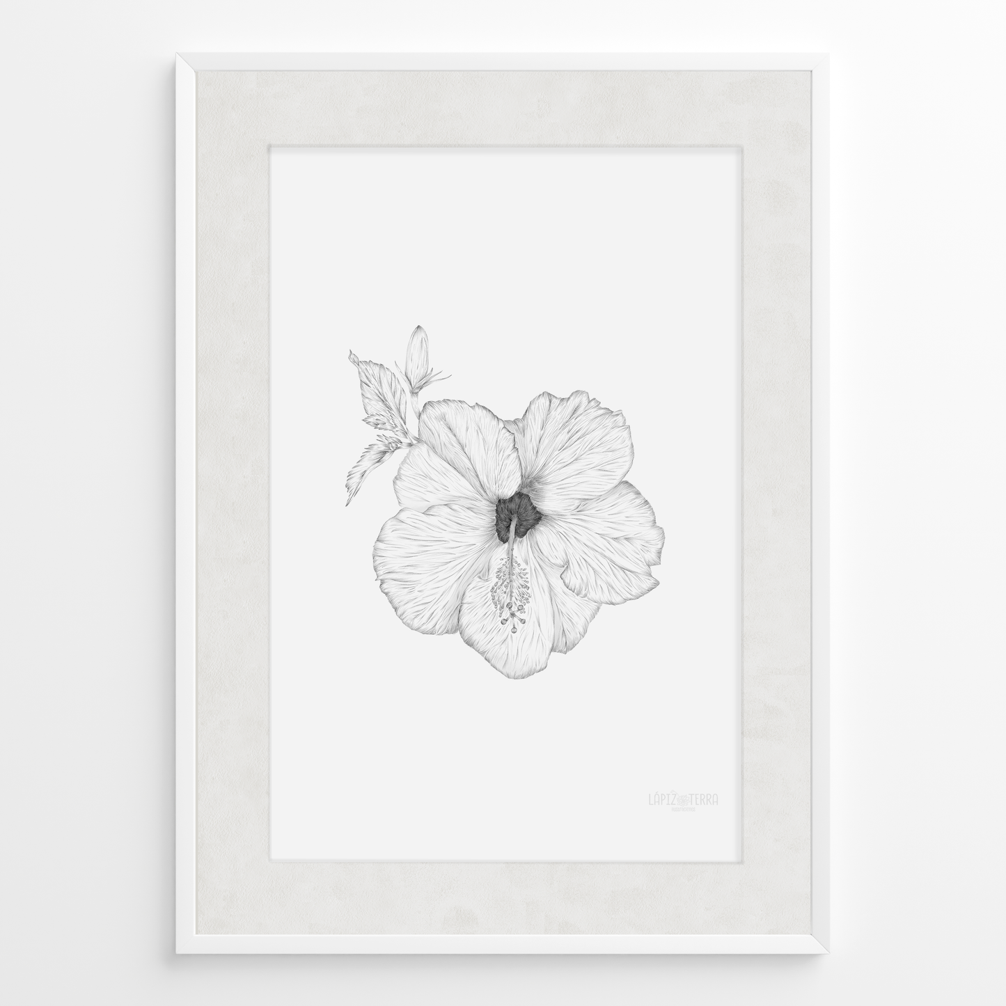 Hibisco