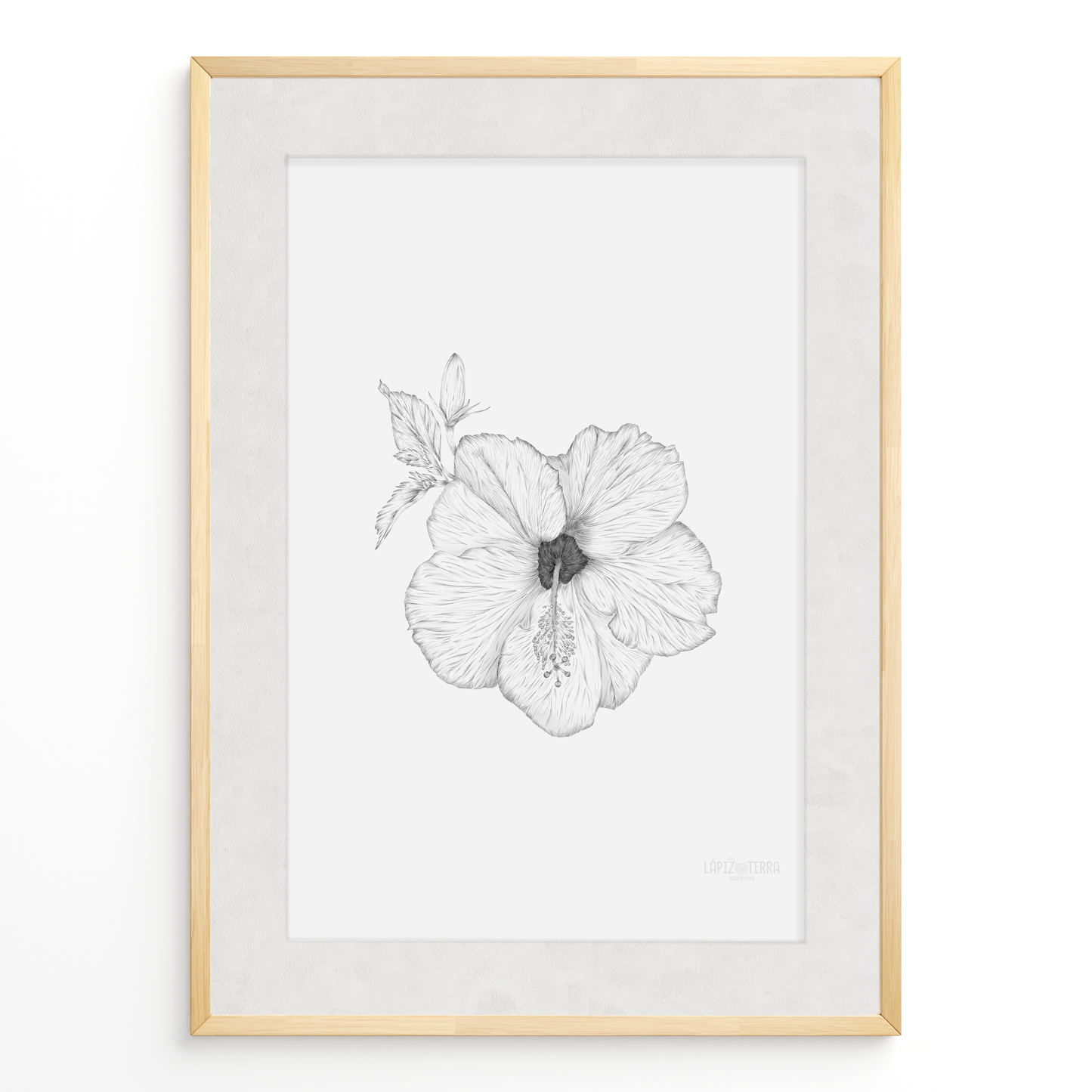 Hibisco